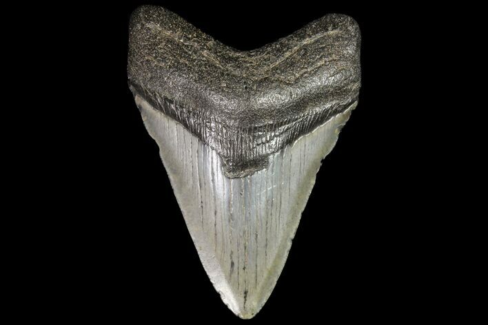 Fossil Megalodon Tooth - Georgia #76497